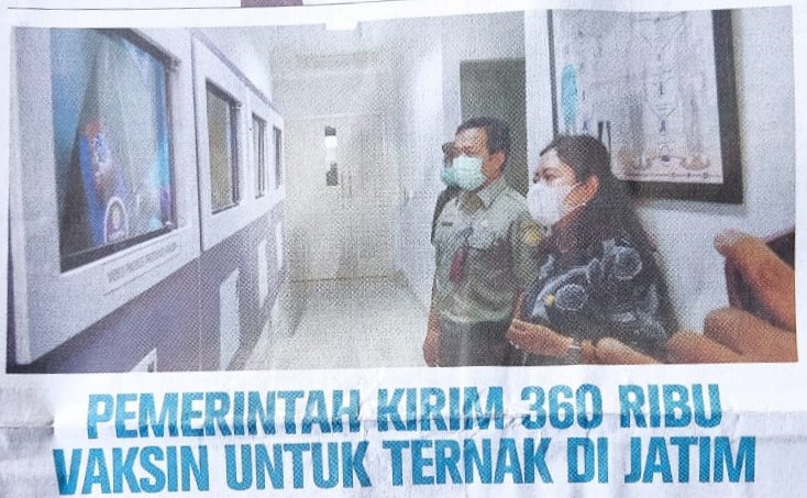 Pemerintah Kirim 360 Ribu Vaksin Untuk Ternak di Jatim